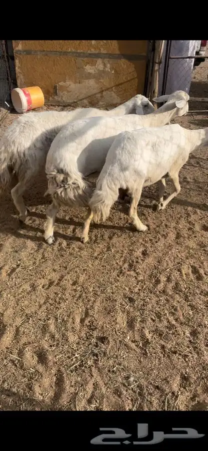 رخل دافع شرط سونار و3 غنم مقاني 5