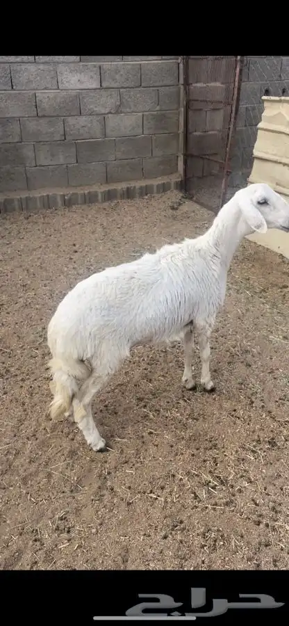 رخل دافع شرط سونار و3 غنم مقاني 2
