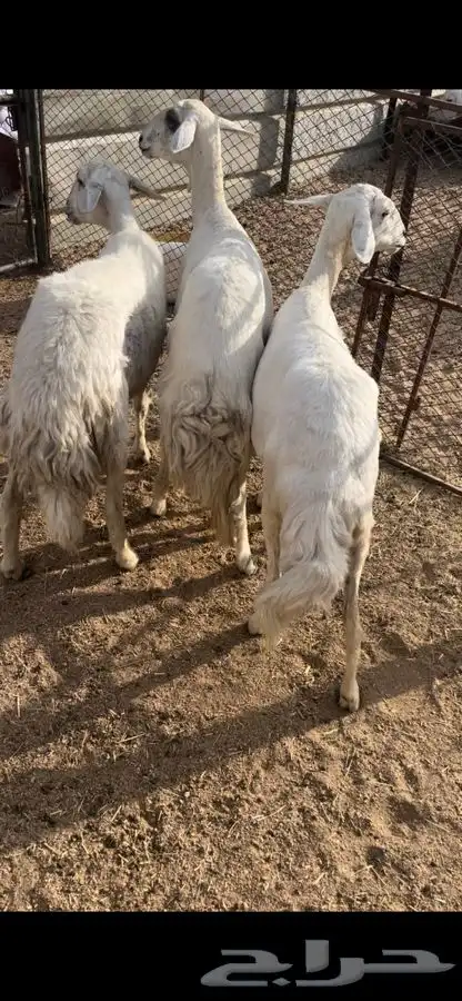 رخل دافع شرط سونار و3 غنم مقاني 4