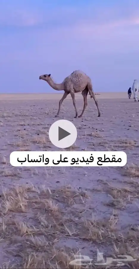 حواره على الهدب الموقع شمال السعيرة 2