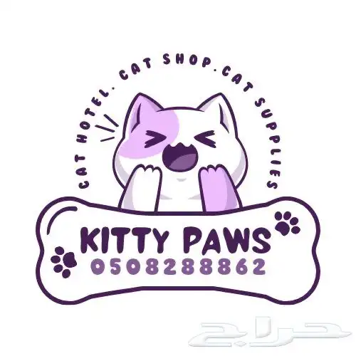 قط برتش منشكن شورت هير(تم البيع) British minchkin short hire 1