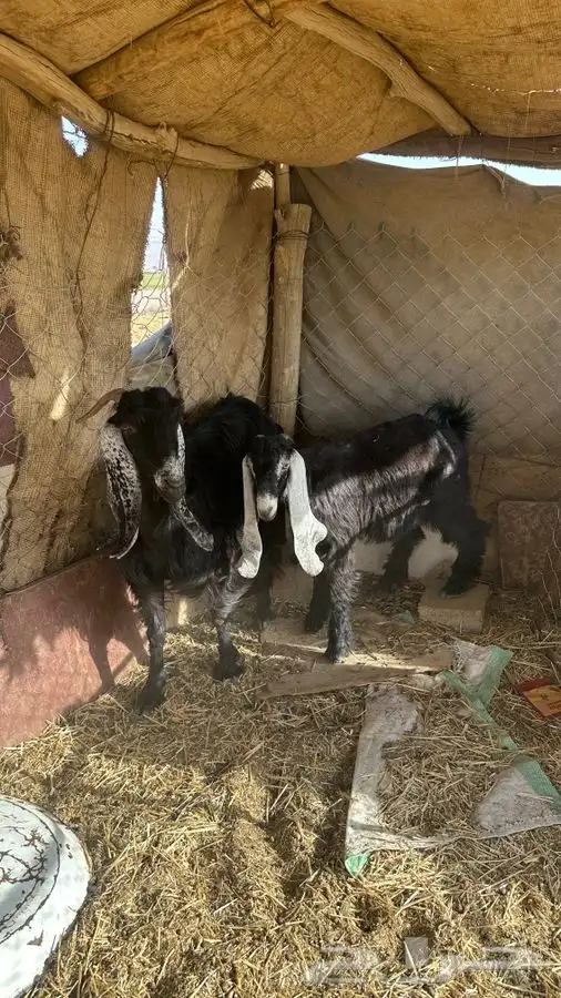 عنز متبع بتيس كبير 0