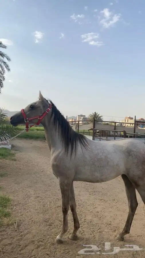 مهرة شعبية 0