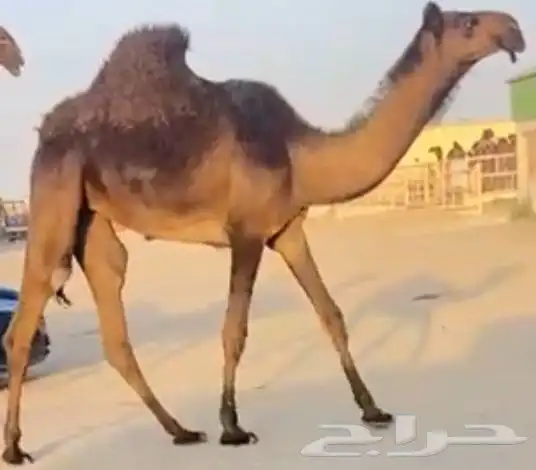 مجهم مفروده طيبه جدا وسليمه العذاريب 0