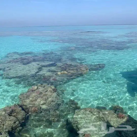 تاجير قوارب ويخوت رحلات بحريه ورحلات جزيره بياضه 10