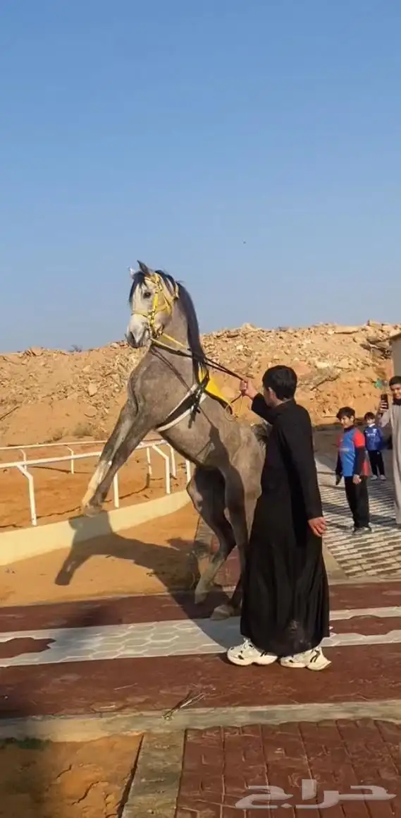 حصان شعبي شيخ للبيع 1