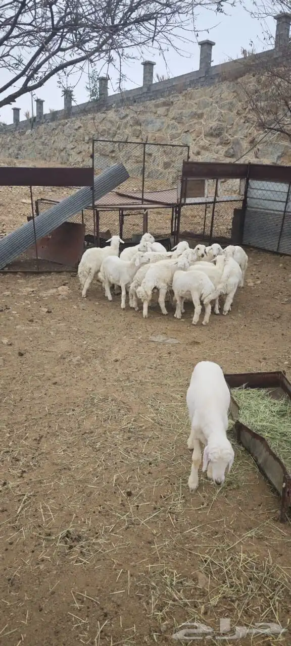 ذبايح للبيع 3