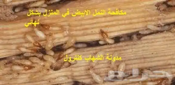 شركة تنظيف منازل وخزانات رش حشرات مكافحة جميع أنواع بمكة 6