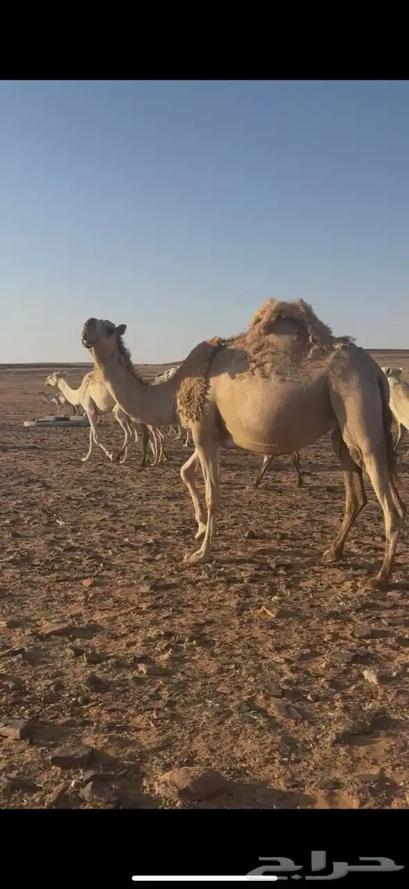 ناقه لقحه لها 6شهور طيبه وشرط عن جميع العذاريب 0