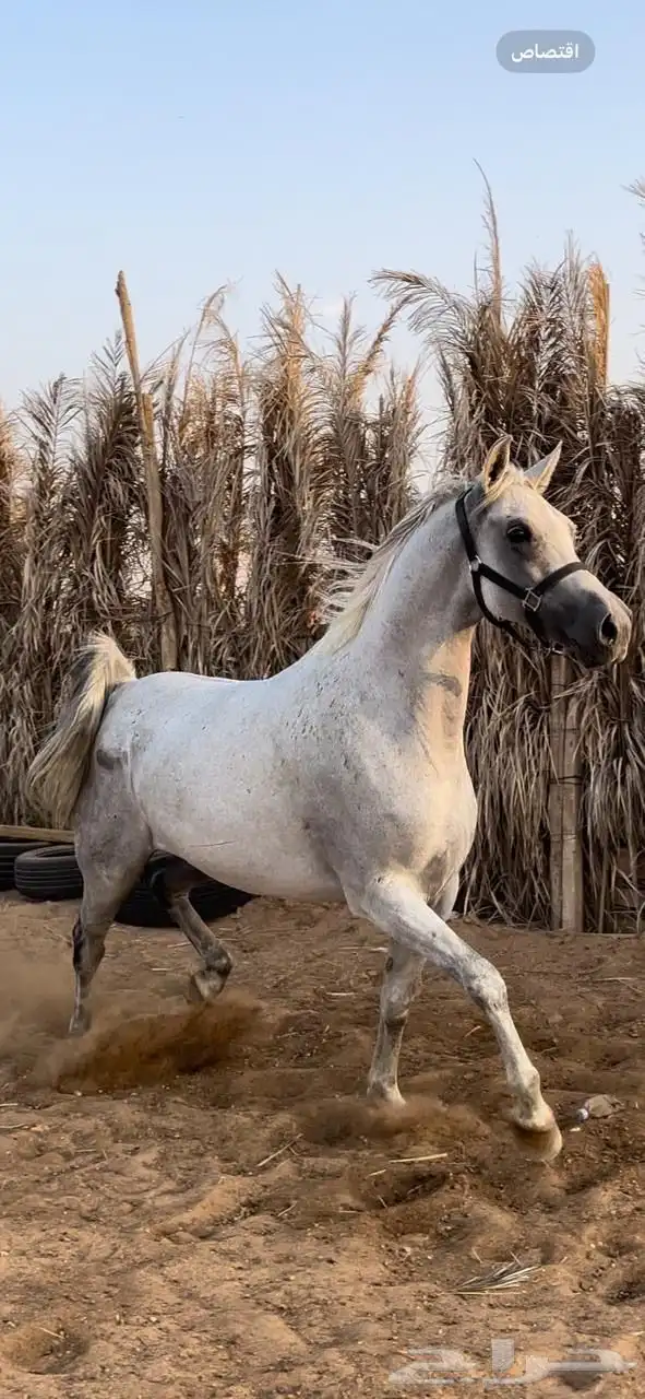 فرس شعبيه معها مهره 6