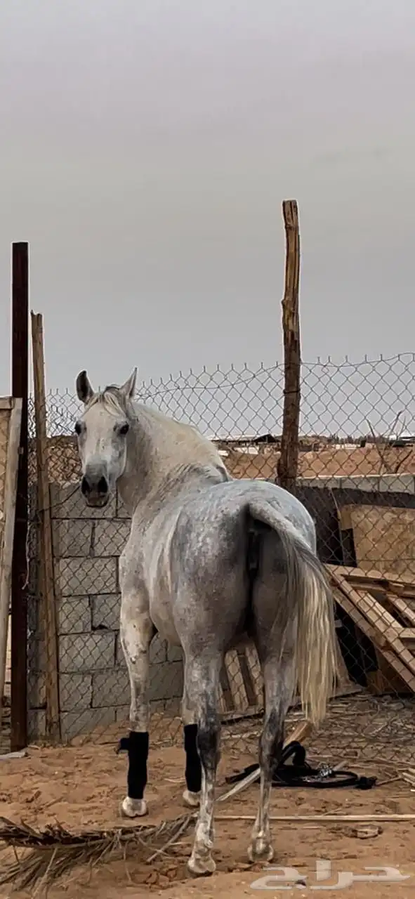 فرس شعبيه معها مهره 5