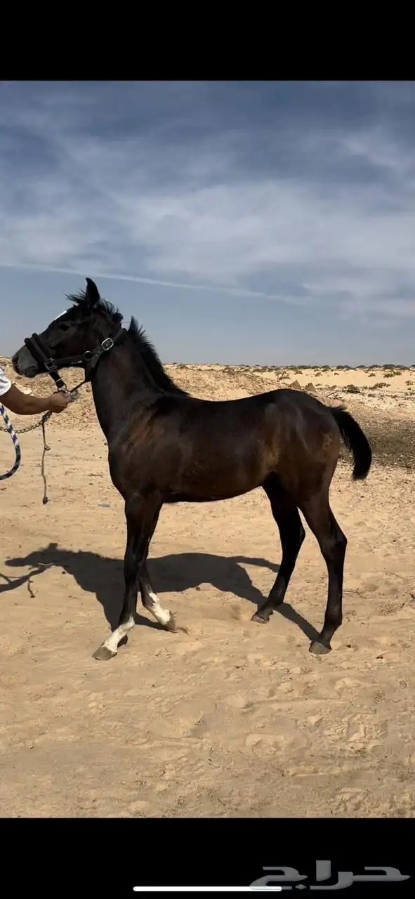 مهر شعبي كفو بإذن الله 7