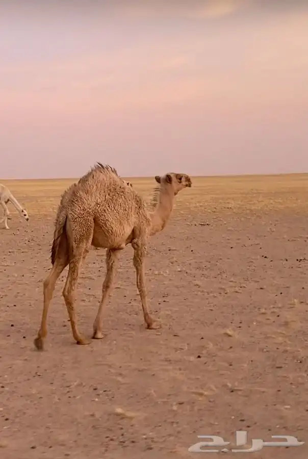 حواره على الهدب الموقع شمال السعيرة 1