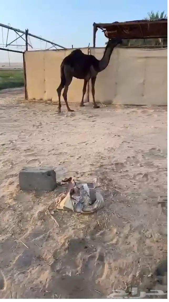 قعود مجهم مفرود طيب للبيع 0