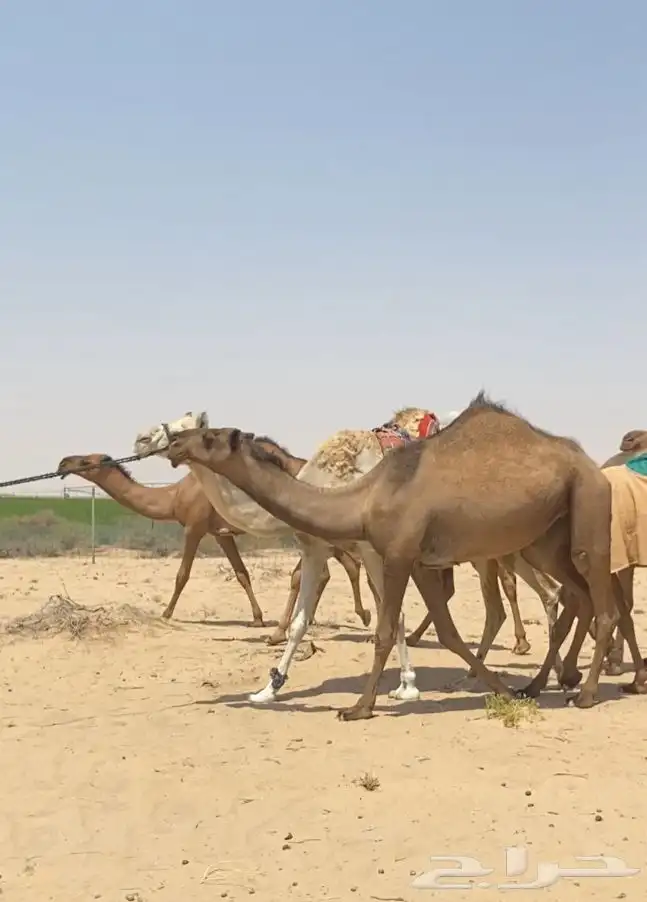 ابل ذود صفر طيبه للبيع 21