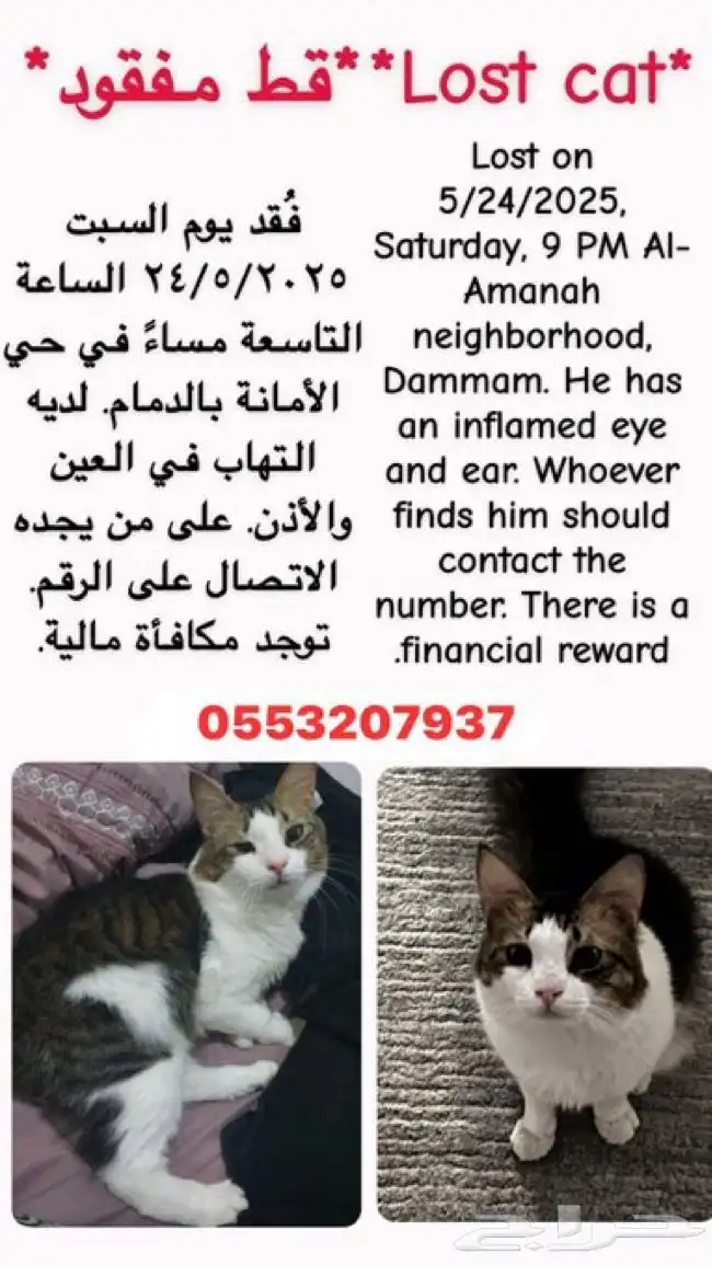 قط مفقود بالدمام 0