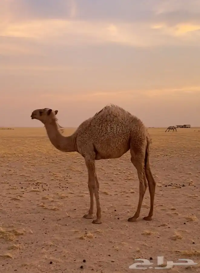 حواره على الهدب الموقع شمال السعيرة 0