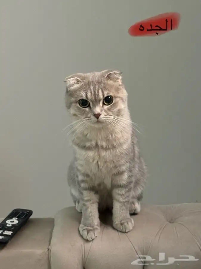 سكوتش تربل فولد 9