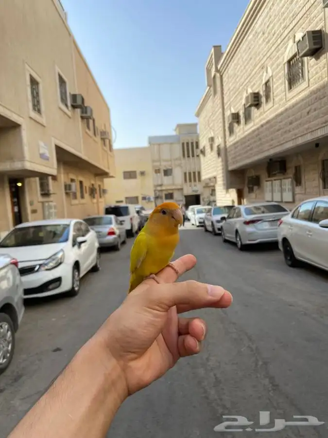 انثى روز اليف اورنج اوبلاين 3
