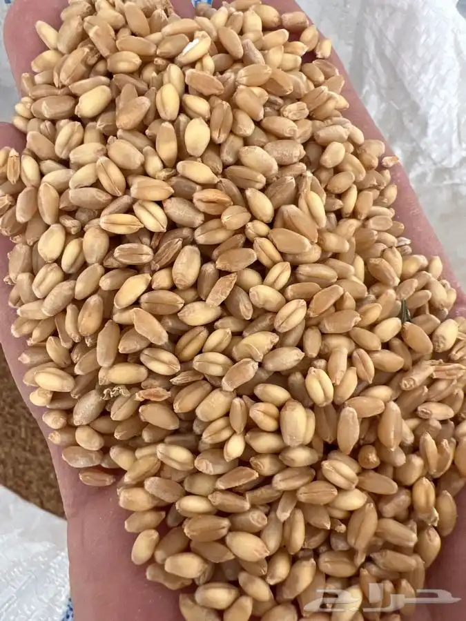 قمح بلدي انوع استرالي سدوان 1