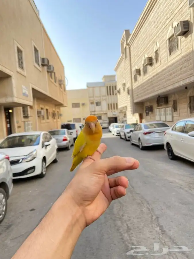 انثى روز اليف اورنج اوبلاين 5