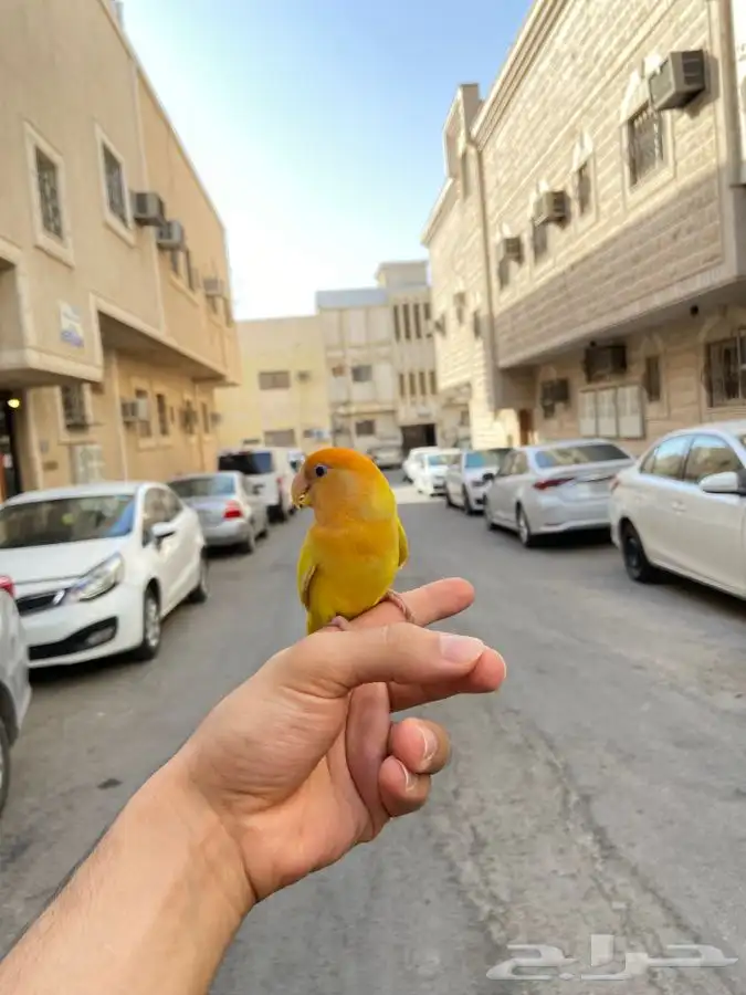 انثى روز اليف اورنج اوبلاين 2