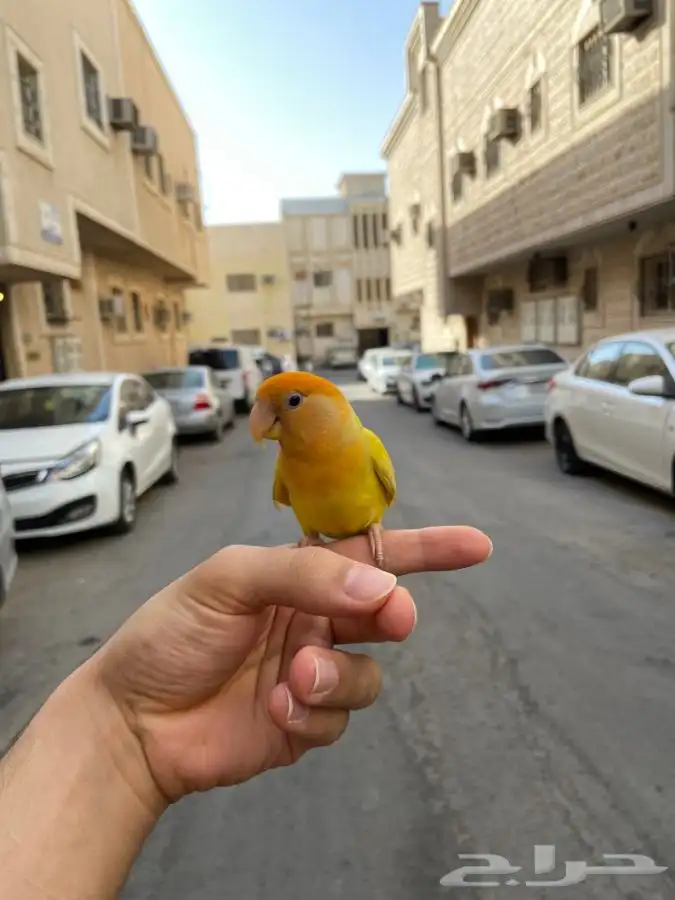انثى روز اليف اورنج اوبلاين 1