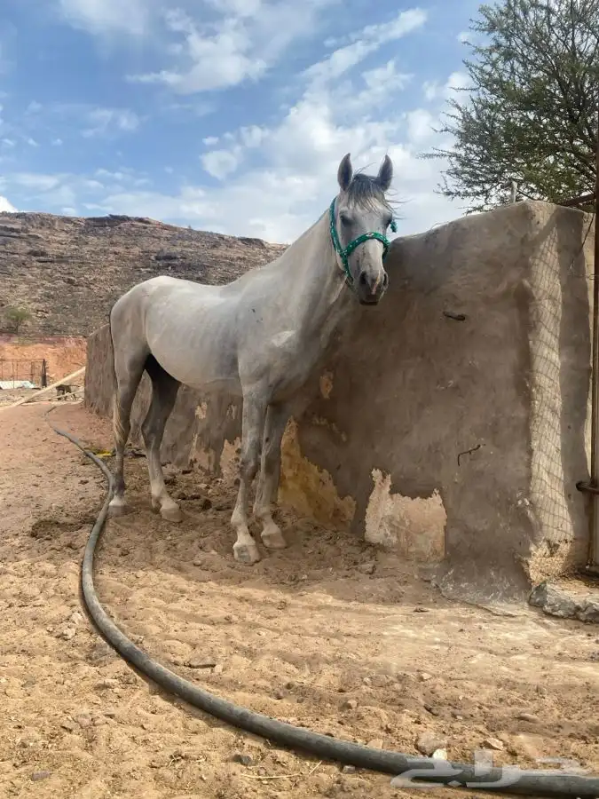 حصان شعبي 1