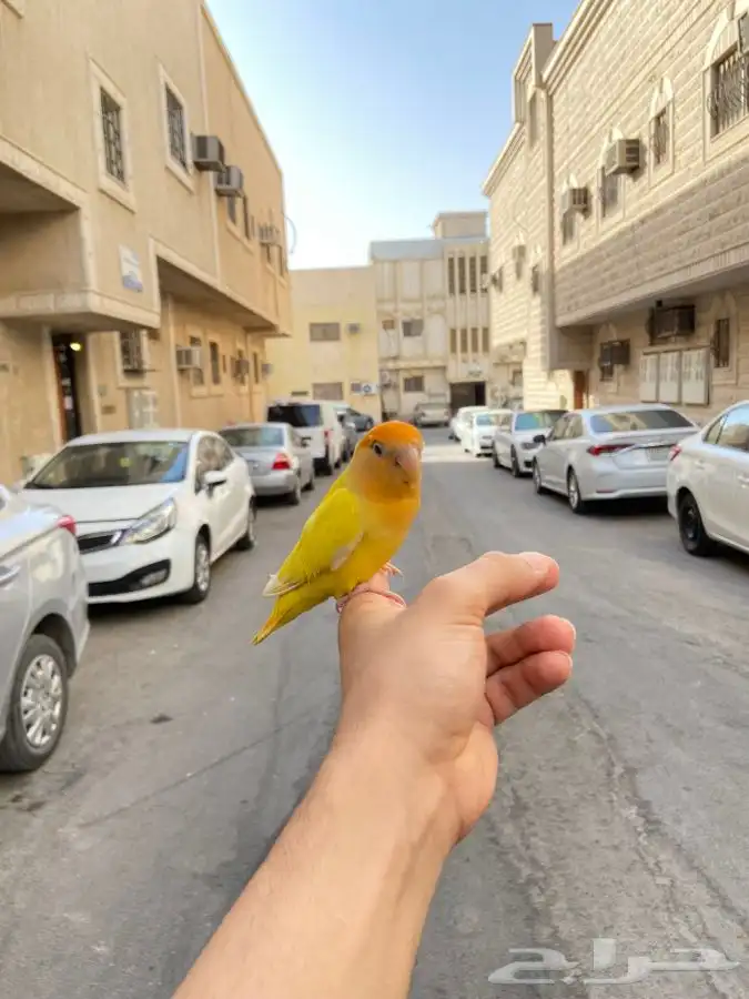 انثى روز اليف اورنج اوبلاين 0