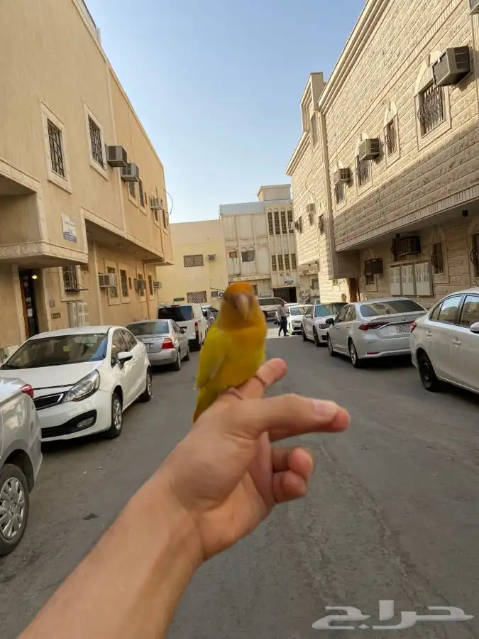 انثى روز اليف اورنج اوبلاين 6