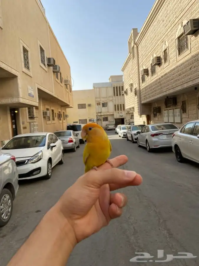 انثى روز اليف اورنج اوبلاين 7