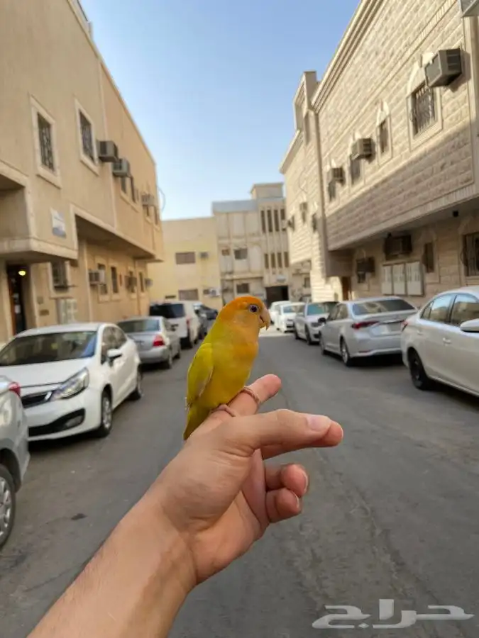 انثى روز اليف اورنج اوبلاين 4