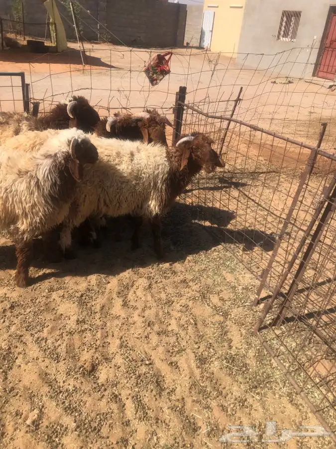 5 خرفان جذعان طيبات واطراف طيبه 5