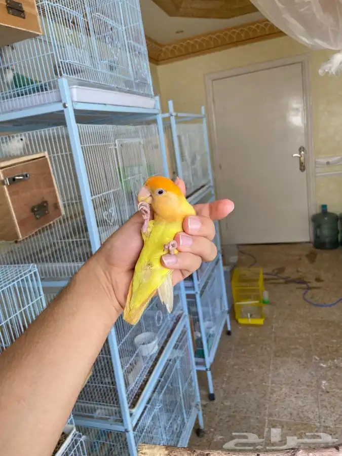 انثى روز اليف اورنج اوبلاين 8