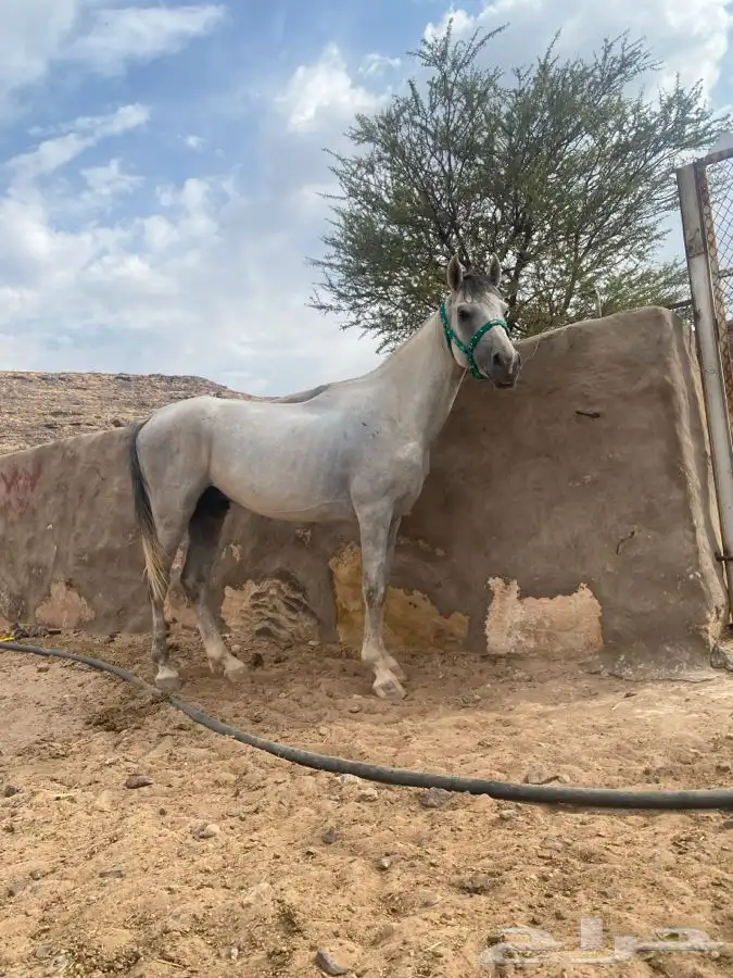 حصان شعبي 0