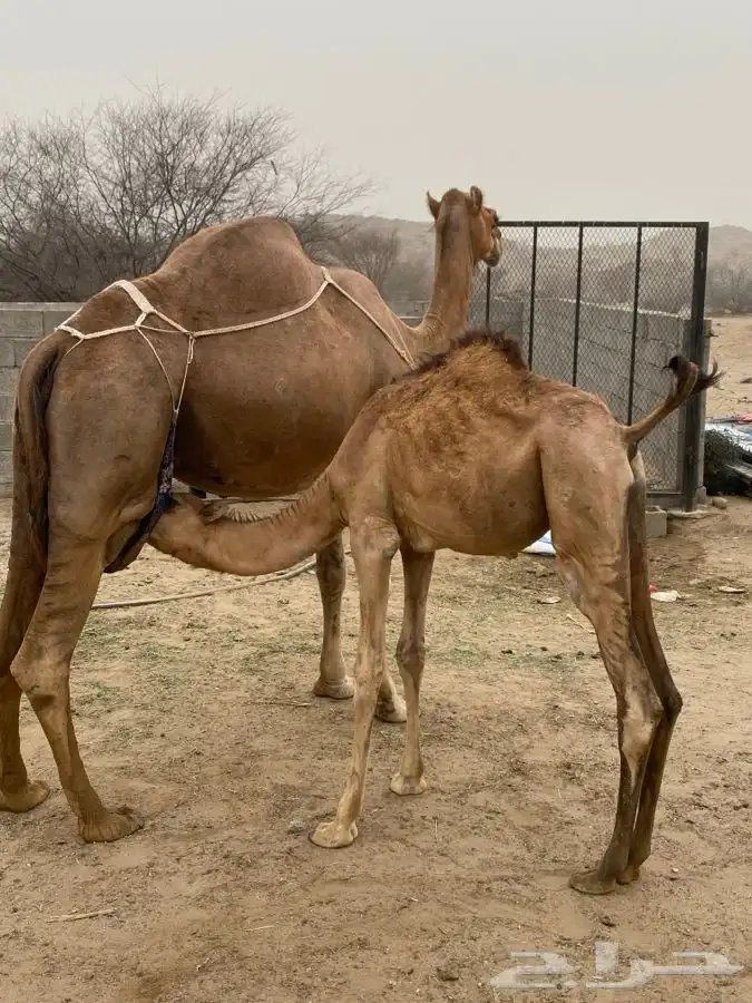 ناقه خلفه للبيع 2