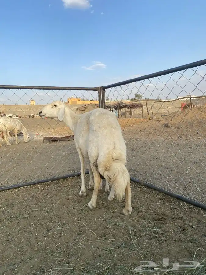 نعجه حرشاء من حرش شهران 1