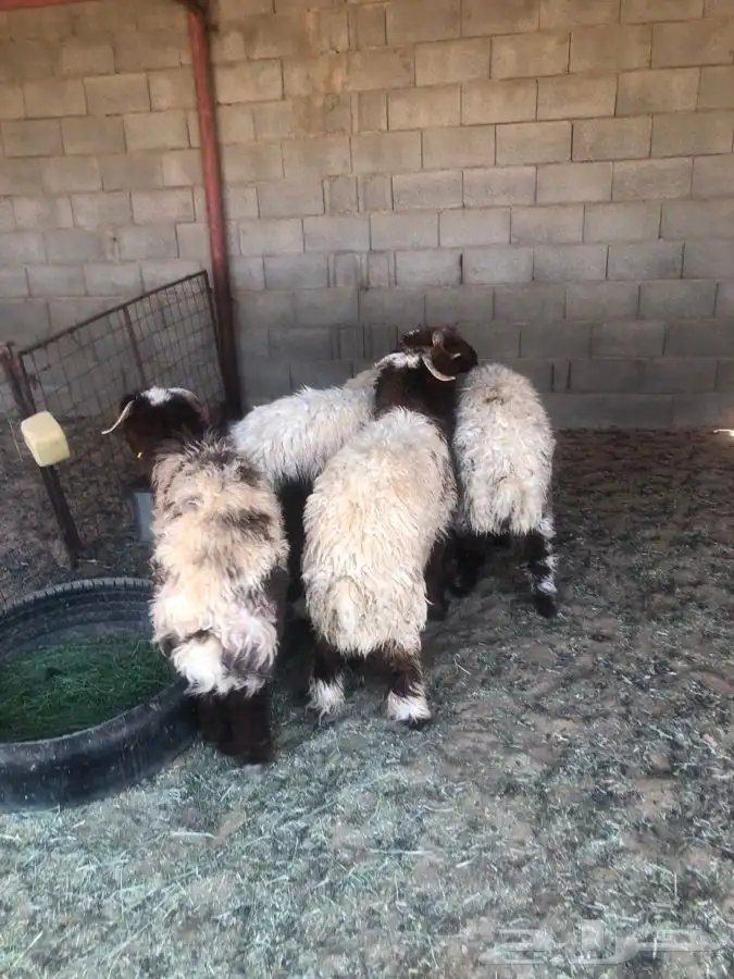 5 خرفان جذعان طيبات واطراف طيبه 2