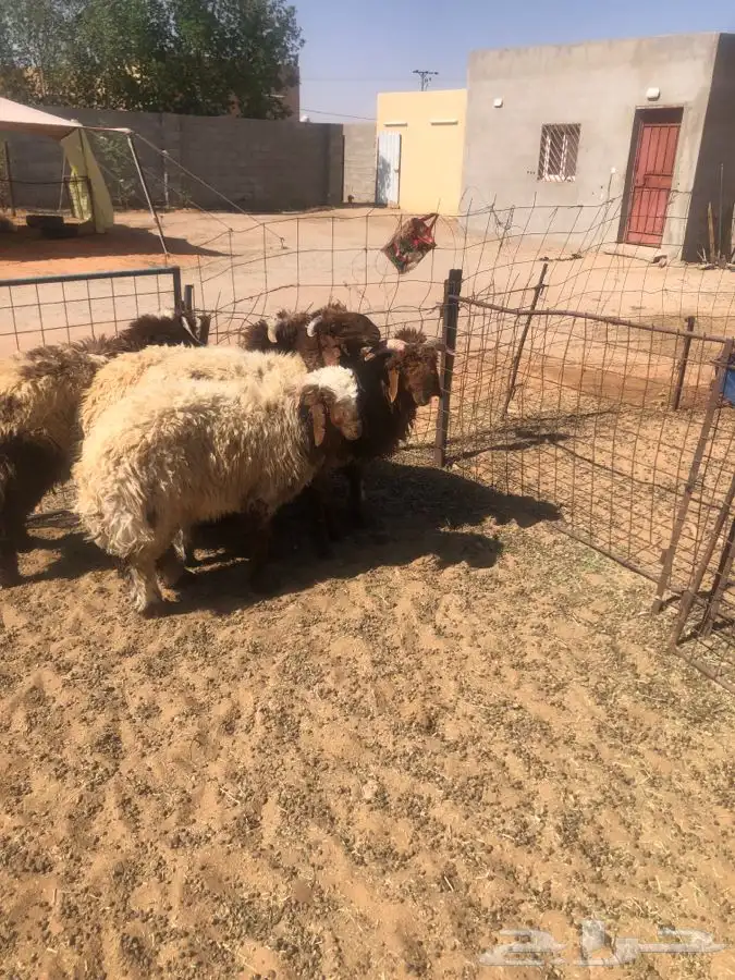 5 خرفان جذعان طيبات واطراف طيبه 6