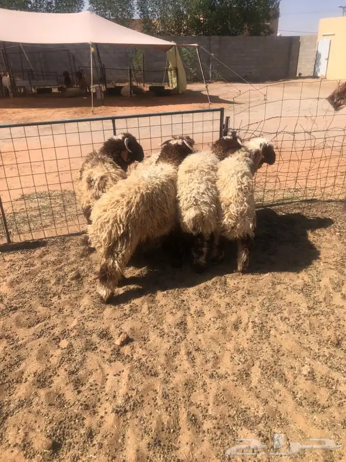 5 خرفان جذعان طيبات واطراف طيبه 7