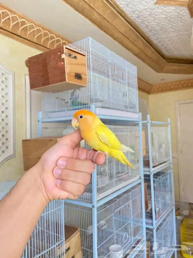 انثى روز اليف اورنج اوبلاين 9