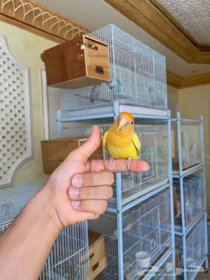 انثى روز اليف اورنج اوبلاين 14