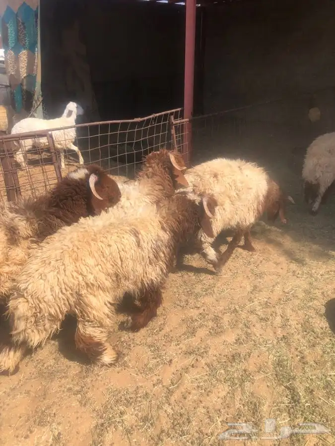 5 خرفان جذعان طيبات واطراف طيبه 3