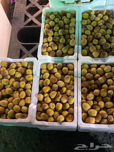 روثانة المدينه 1