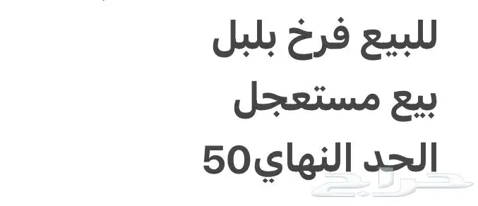 للبيع فرم بلبل 0