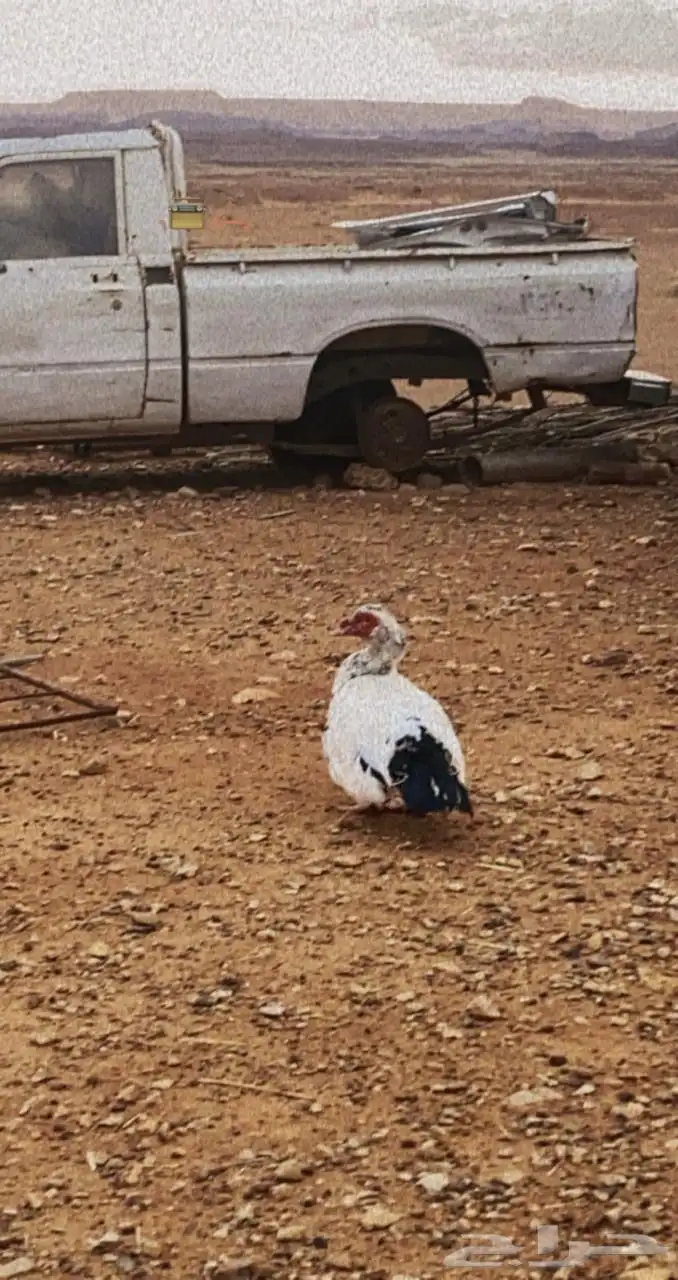للبيع او الايجار 2