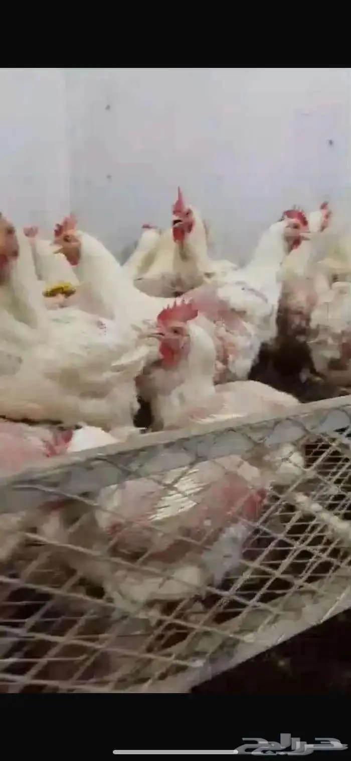 دجاج امهات 1