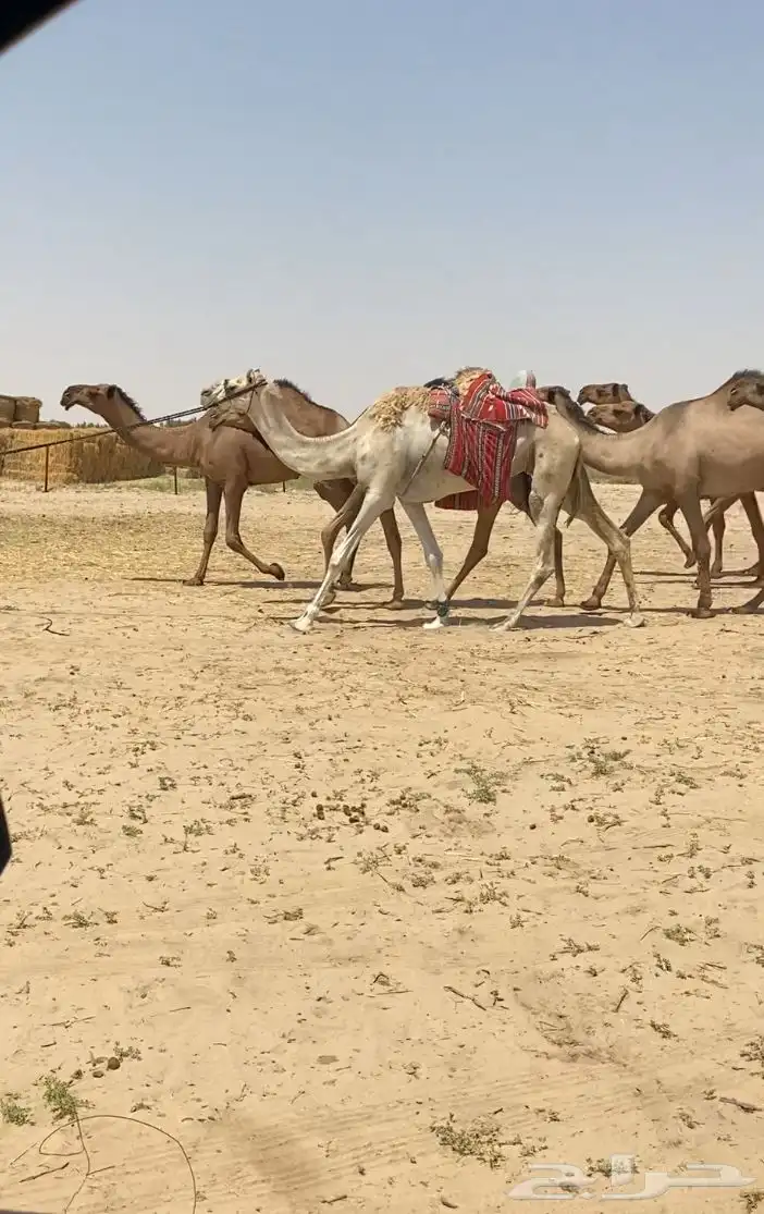 ابل ذود صفر طيبه للبيع 4