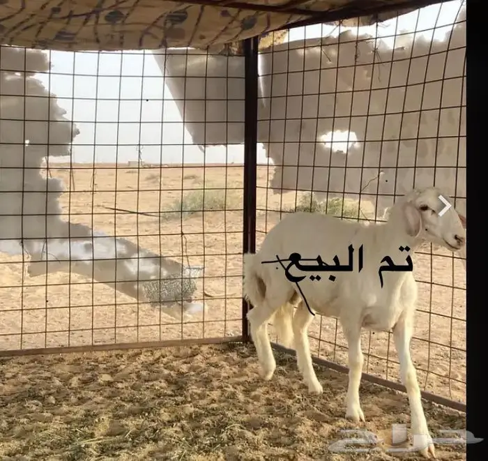 الدليمية 0
