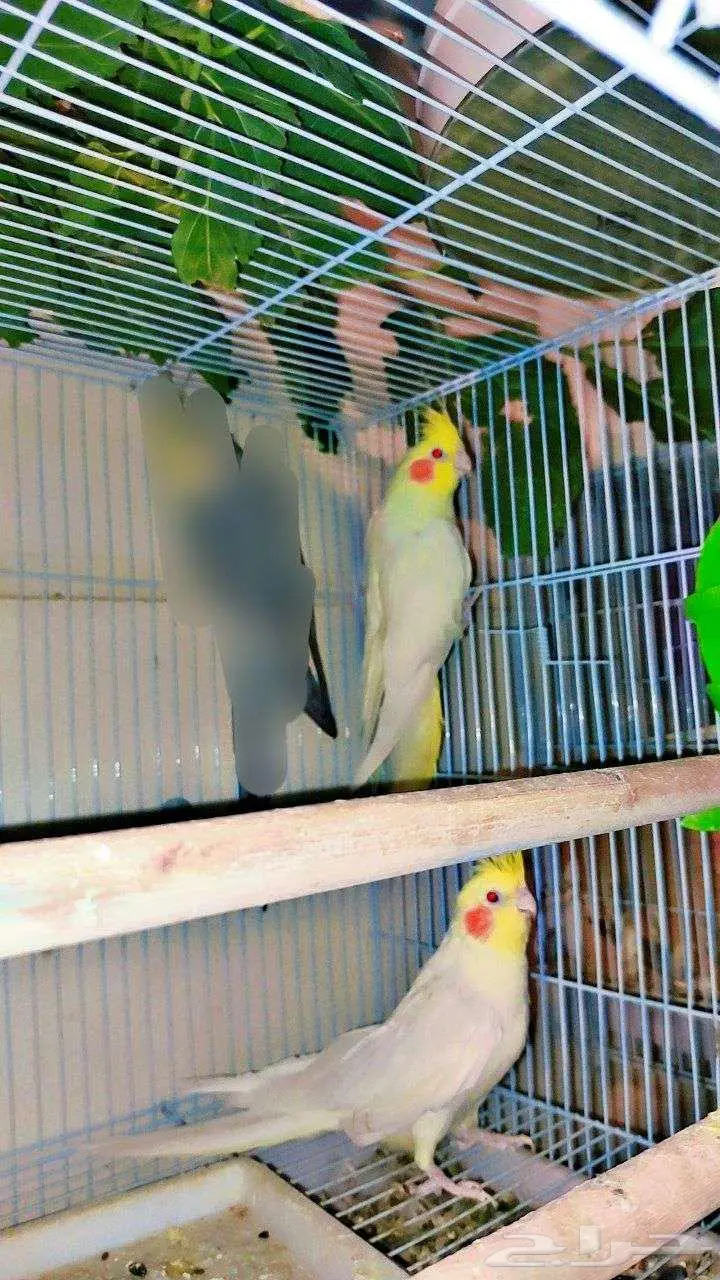 ببغاء كوكتيل جوز لاتيني 0